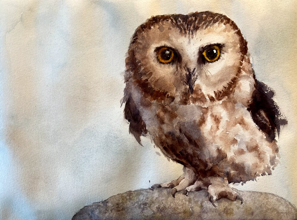 Saw-whet owl watercolor painting
