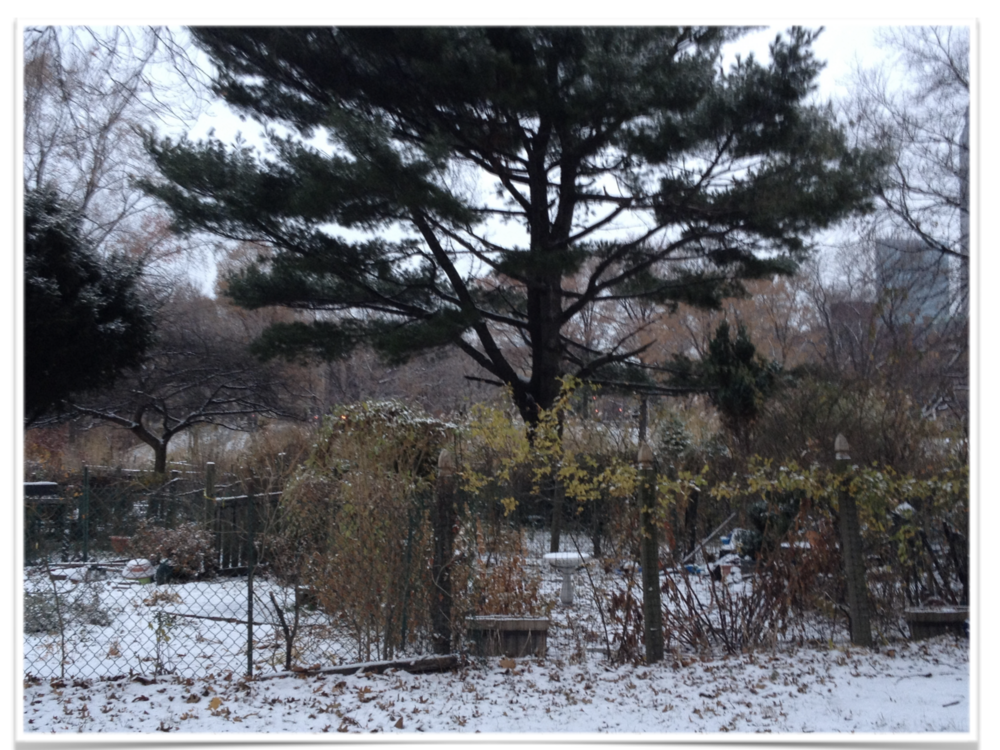 IMG_1977.png