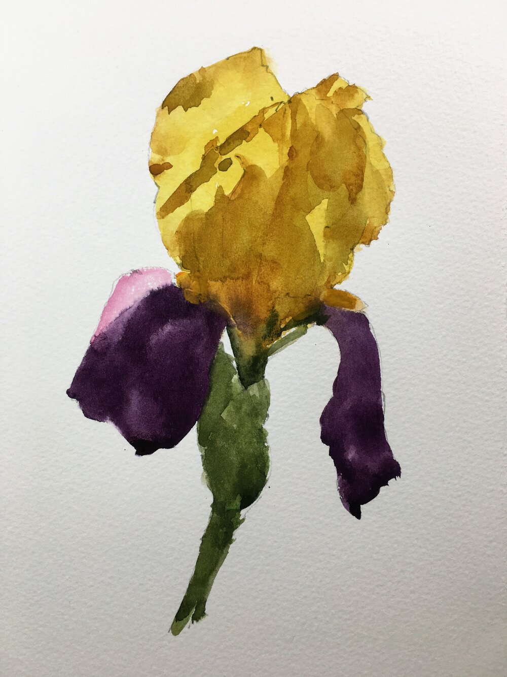 Small Print of Yellow and Purple Iris
