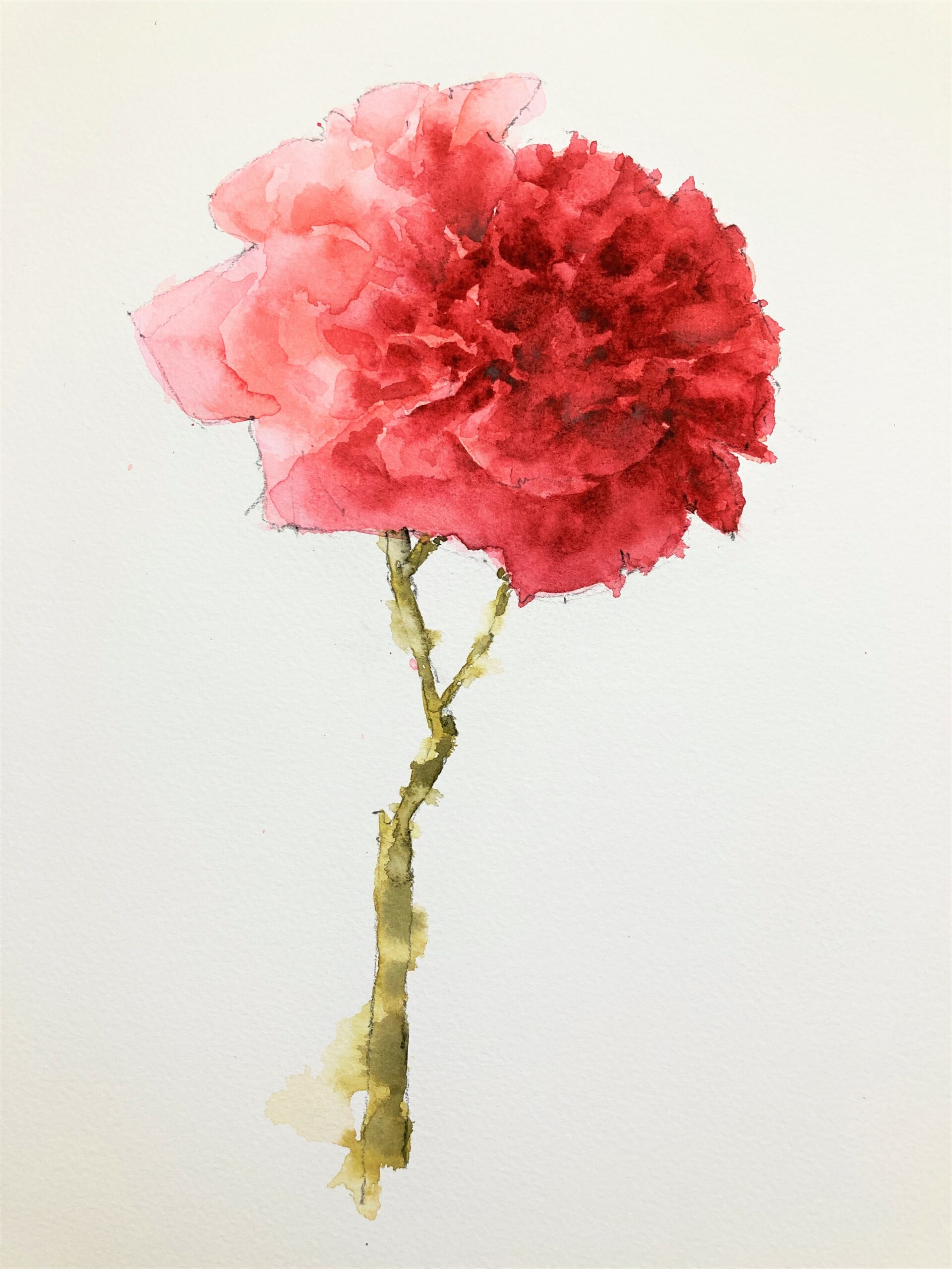 Pink carnation watercolor by Michele Clamp
