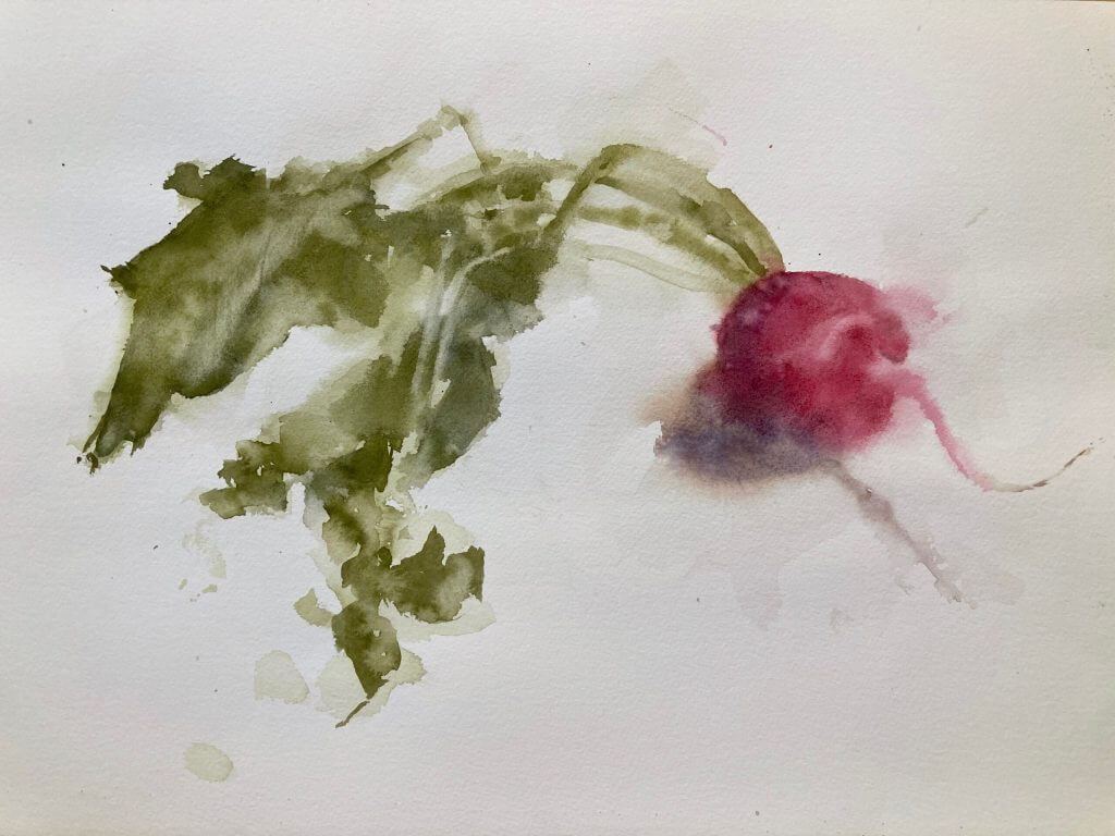 Watercolor Radish from Wendy Artin Still Life Workshop by Michele Clamp