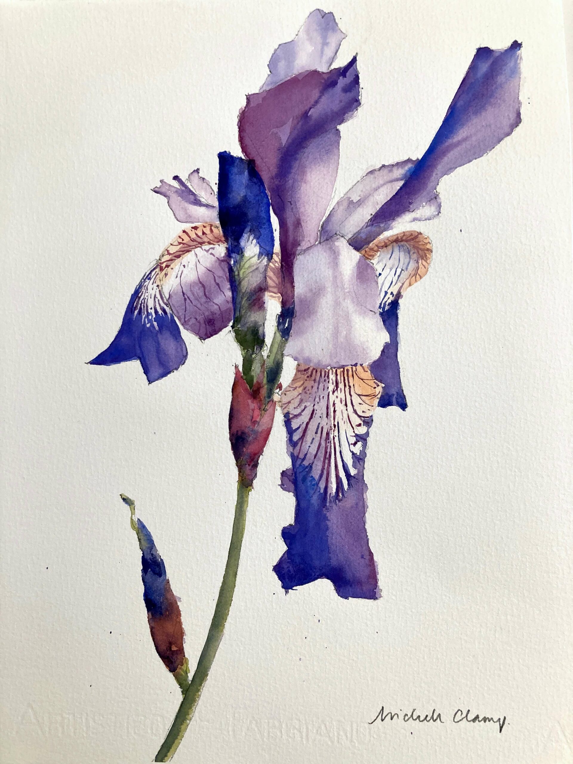Small Print of Iris with Bud