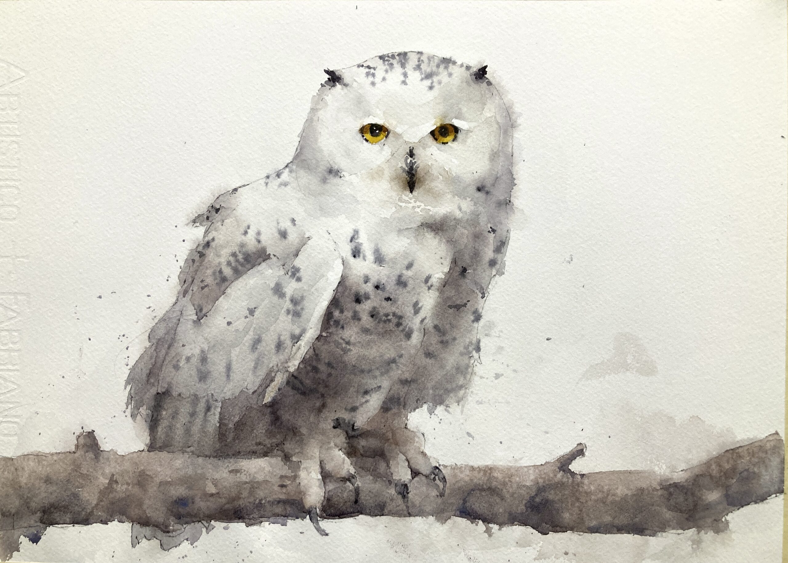 snowy owl watercolor painting by Michele Clamp