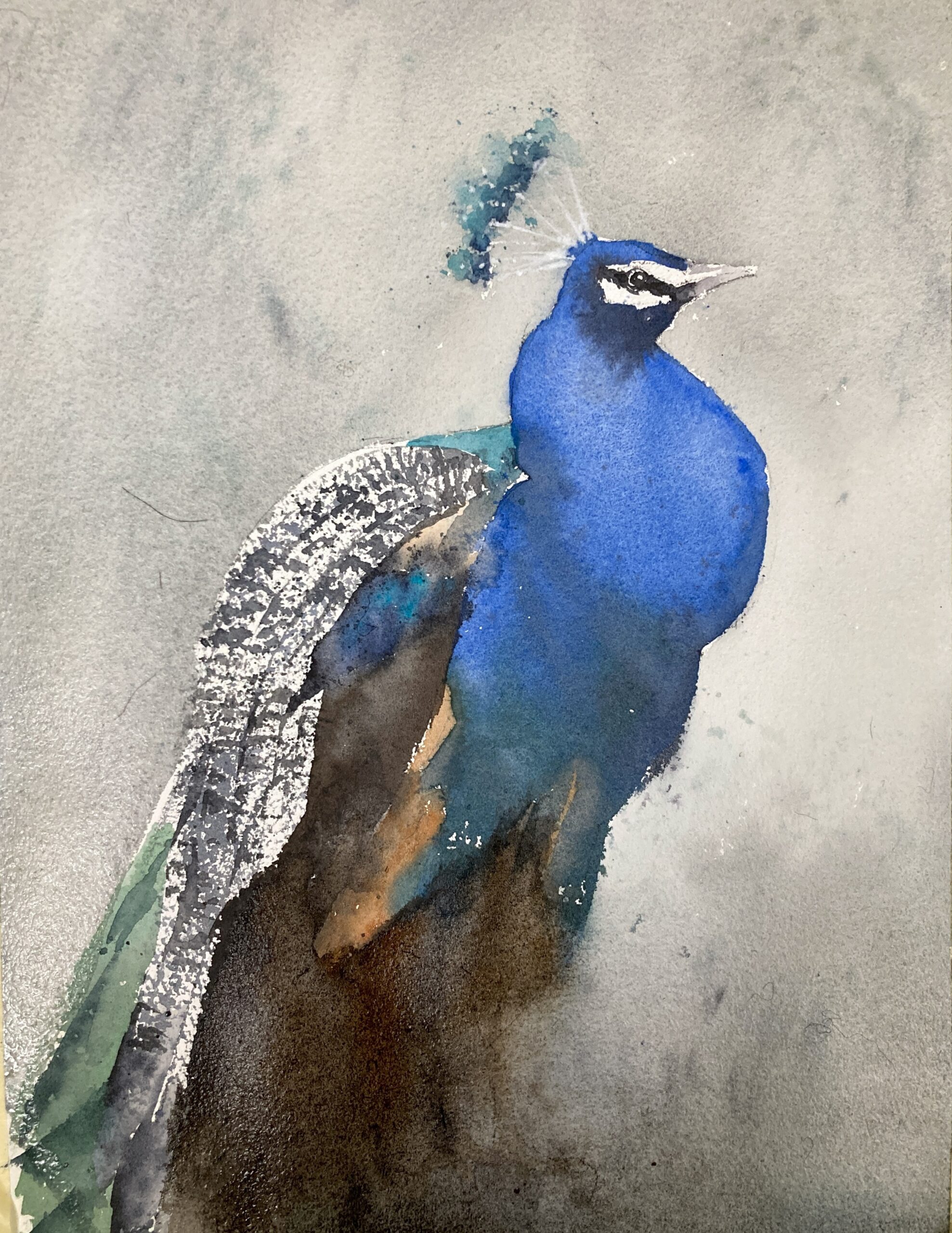 Dramatic Peacock Original Watercolor Painting
