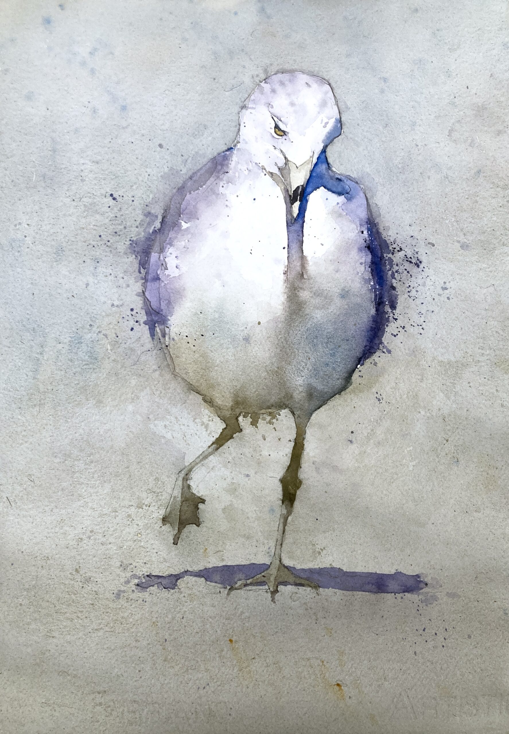 Ring-Billed Gull Original Watercolor Painting